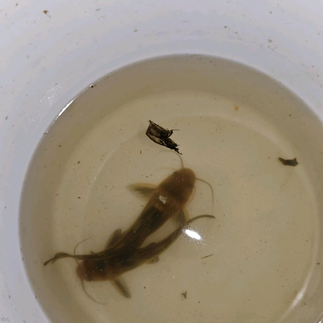 空军大师（弼满堂）