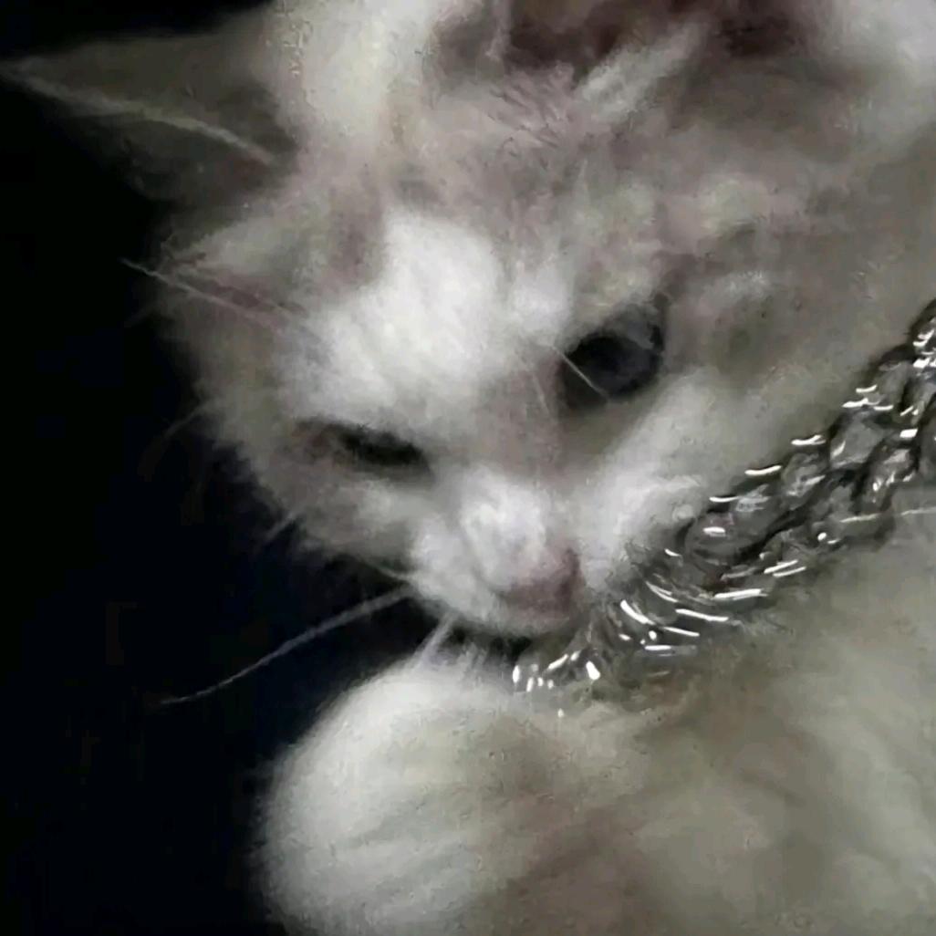 内蒙古冠鼎食品