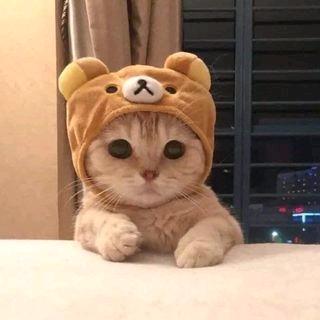 小狸