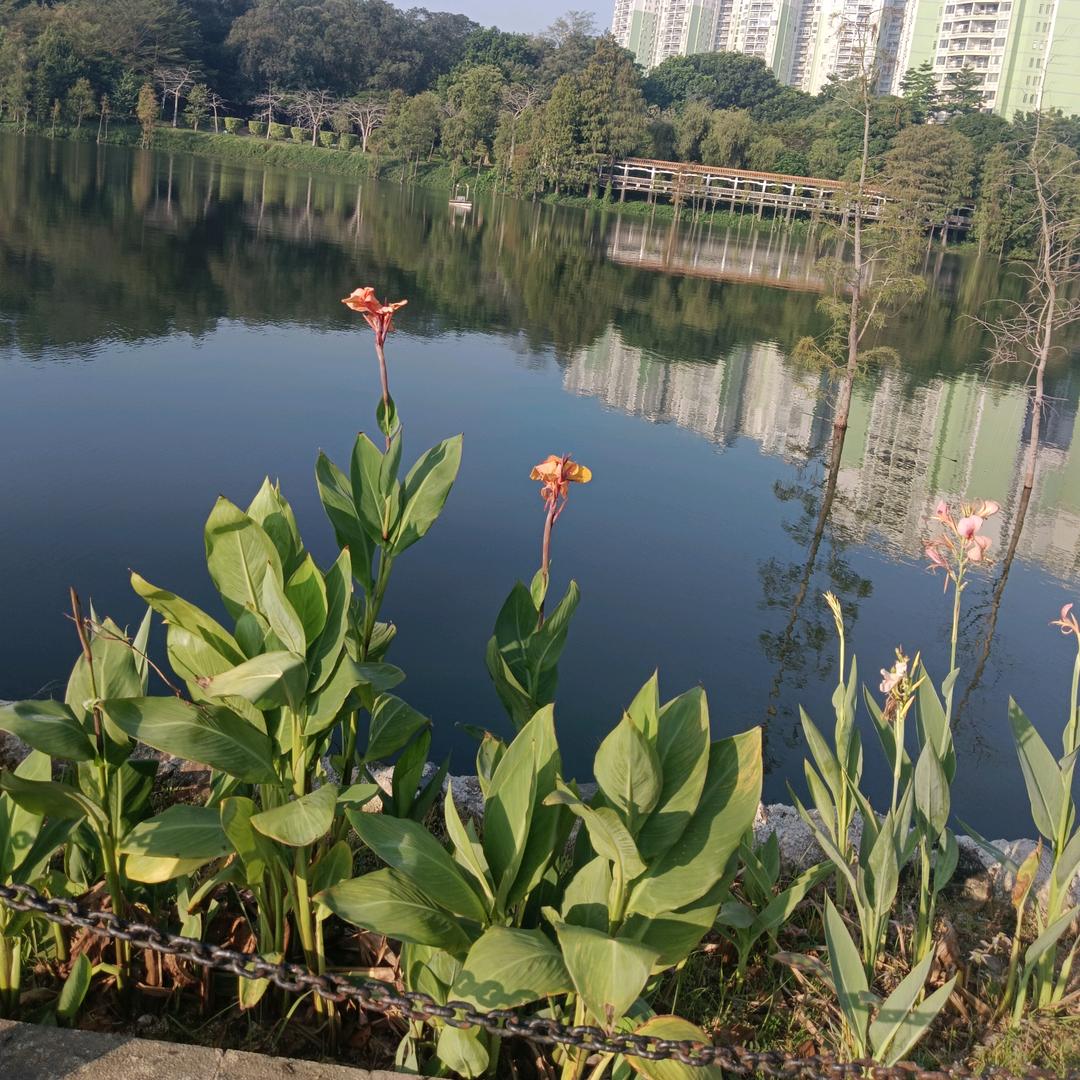 小小布丁