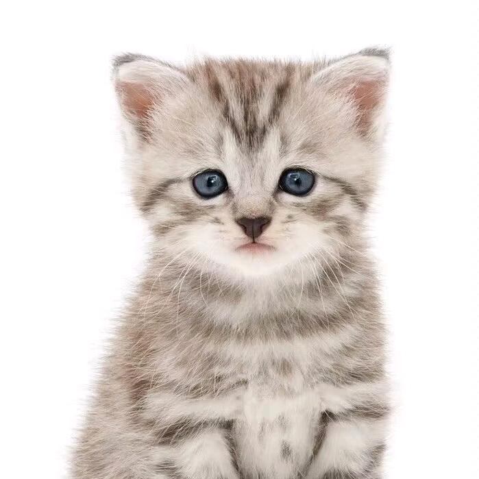 爱奶茶的小猫咪