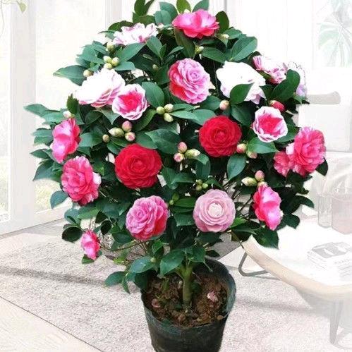 四季花草园艺.