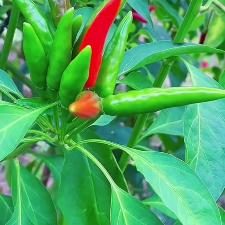 心随自然