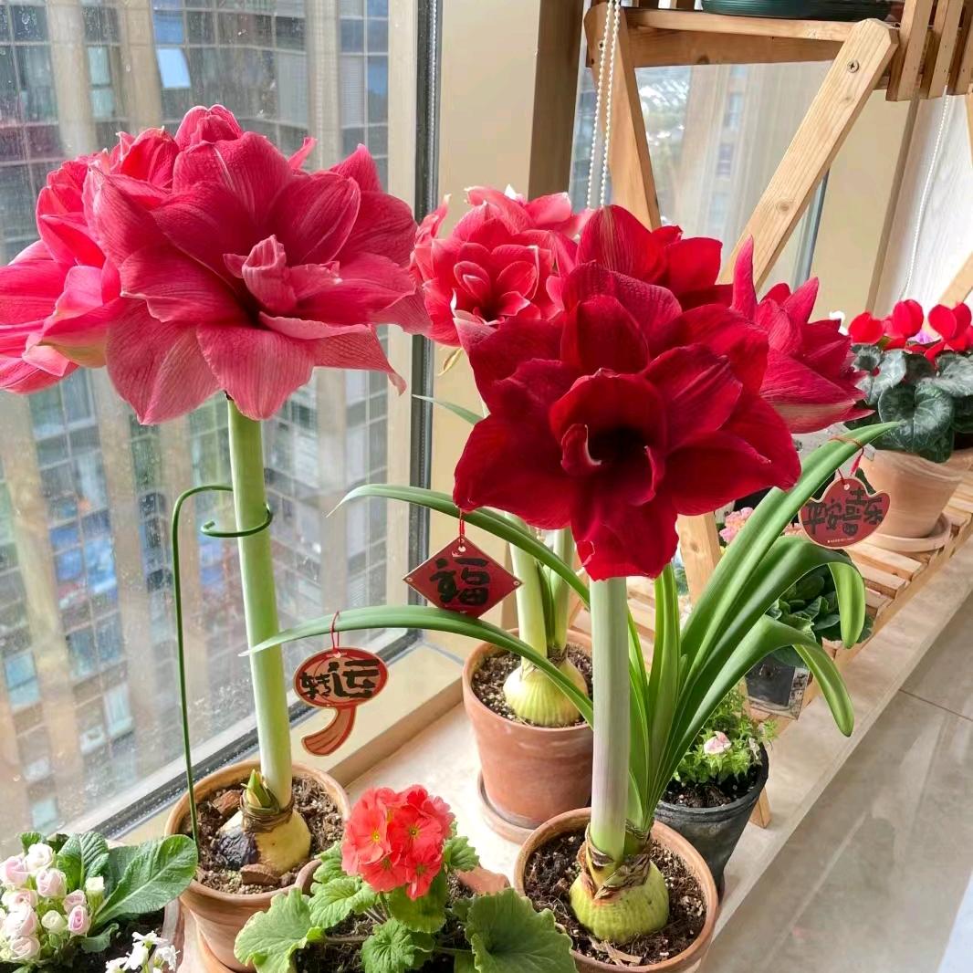 小满爱种花
