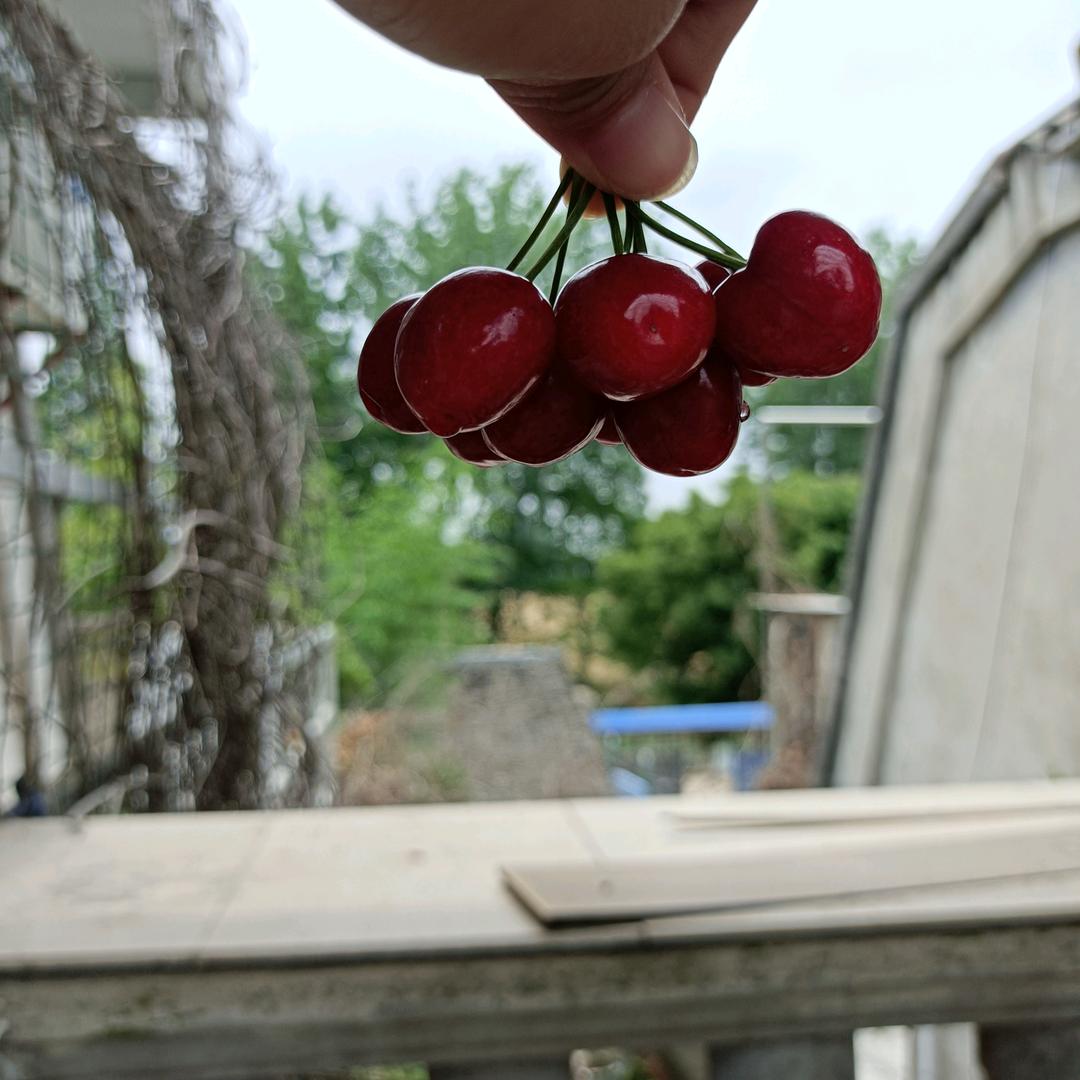 🍎丫🍒头🍎