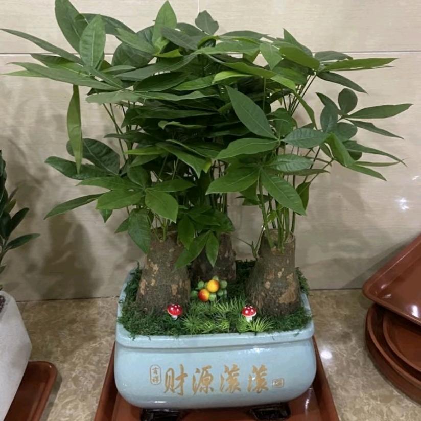 小强，