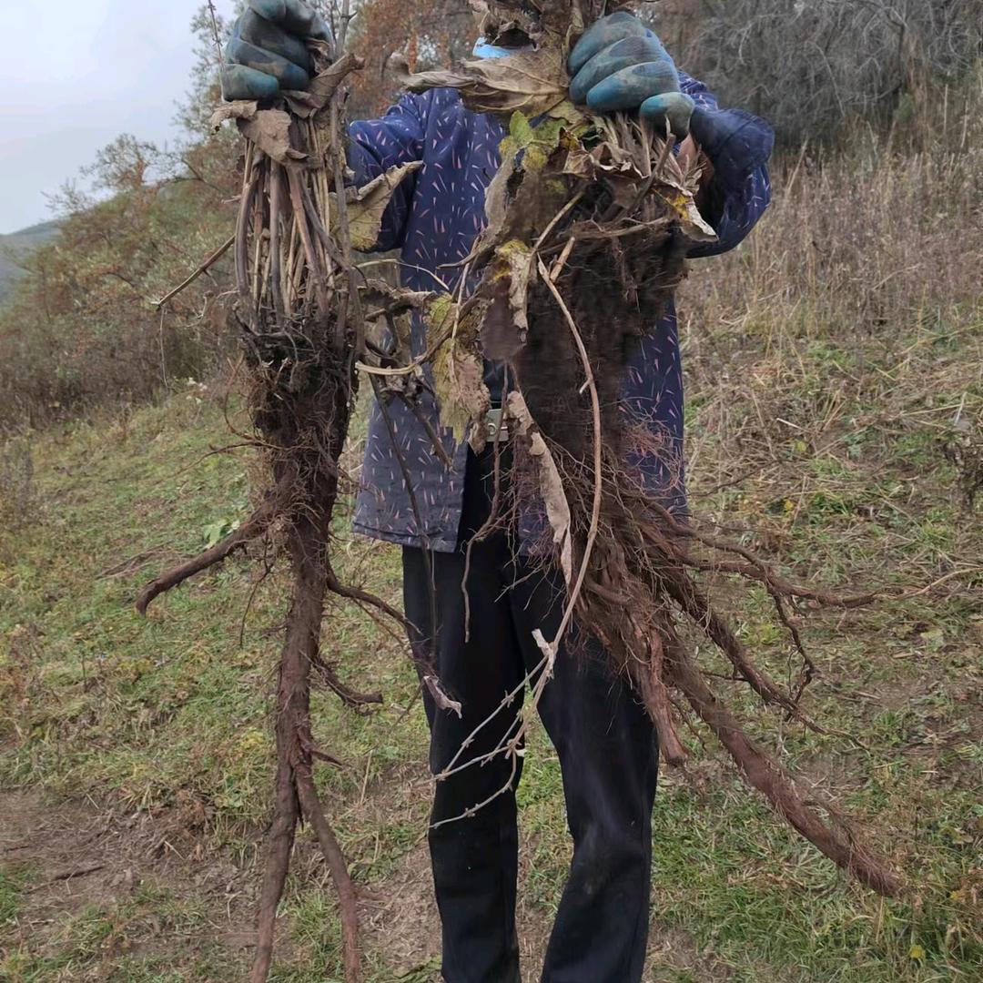 漳县老农民山货店