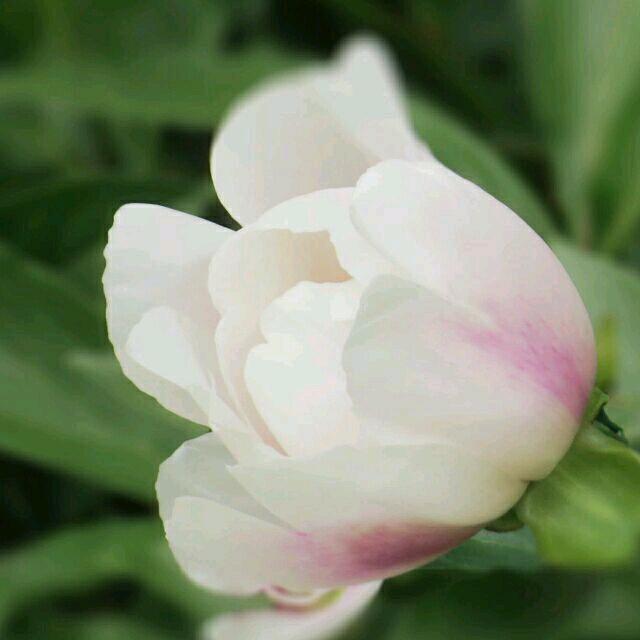 野老苍颜（草书草法）