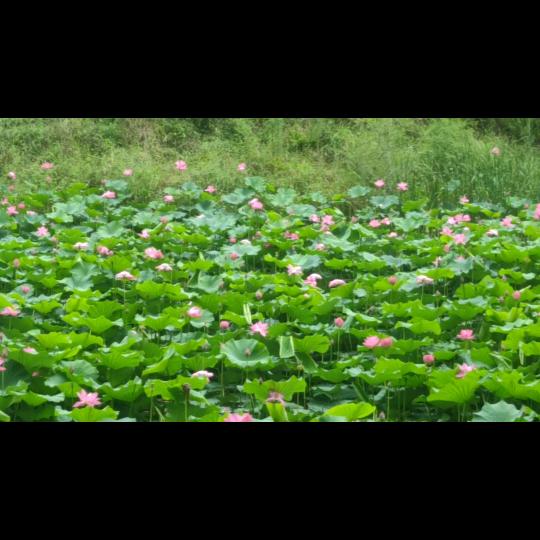 🌺陈蒙❄️厚爱🍒