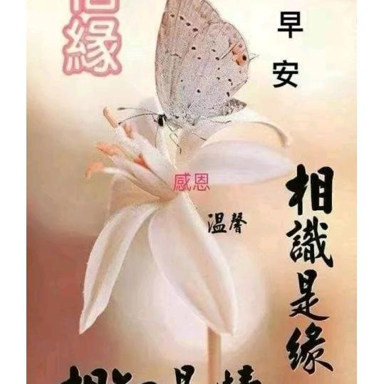 初心情缘
