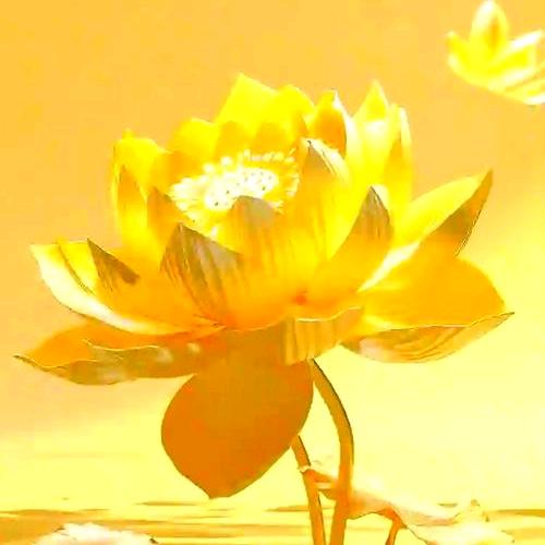 大同牡丹