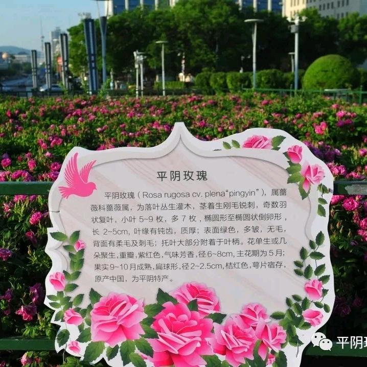 平阴万亩玫瑰园基地