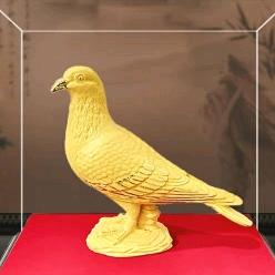 小菜一碟-金戈赛鸽