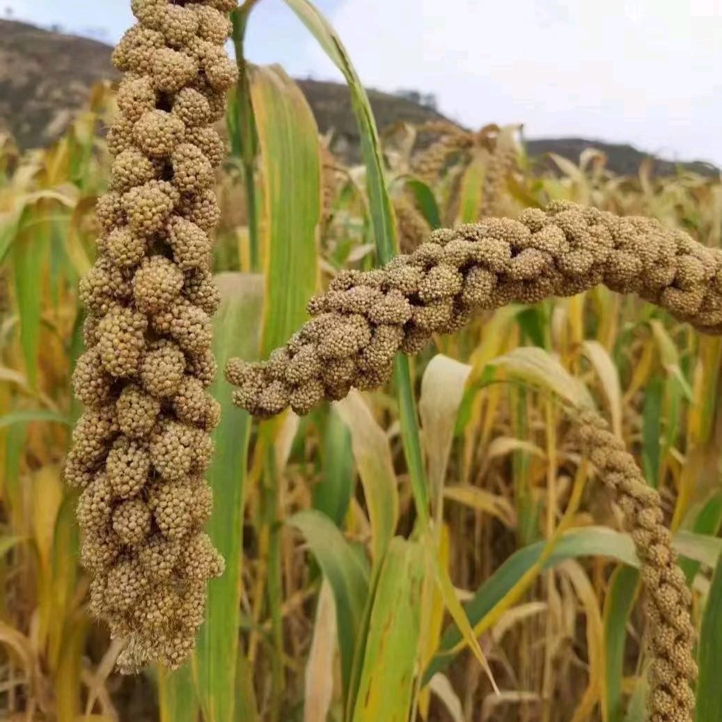 陕西秦仓尚品工贸有限责任公司的小店粮优先