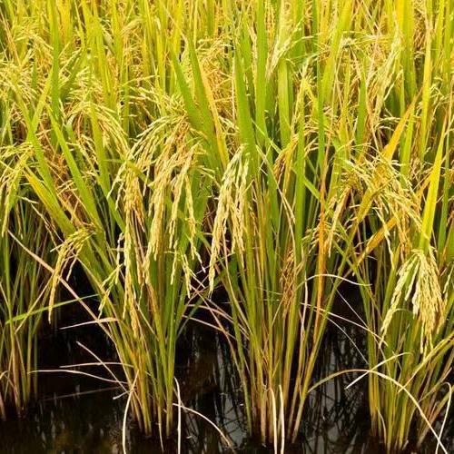 小松～东北特产