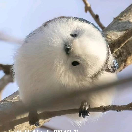 枫叶（安瑞祥）