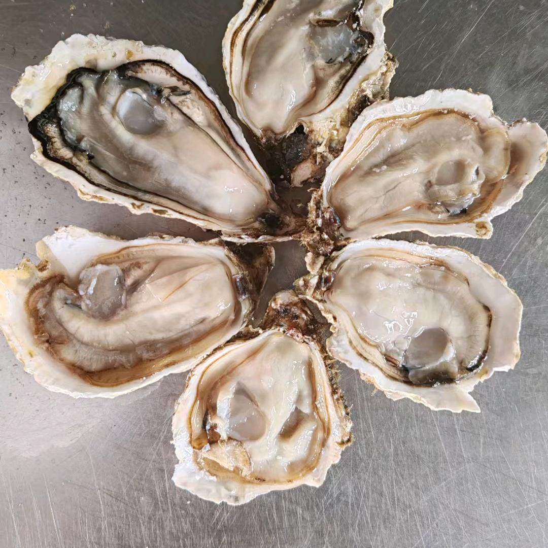 生蚝批发(牡丹江)