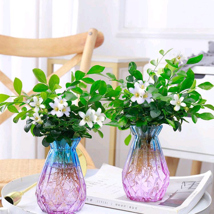 花卉绿植物分享企业店