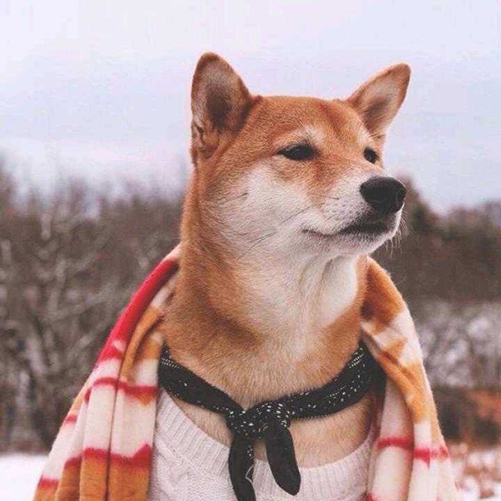 吴下阿宁
