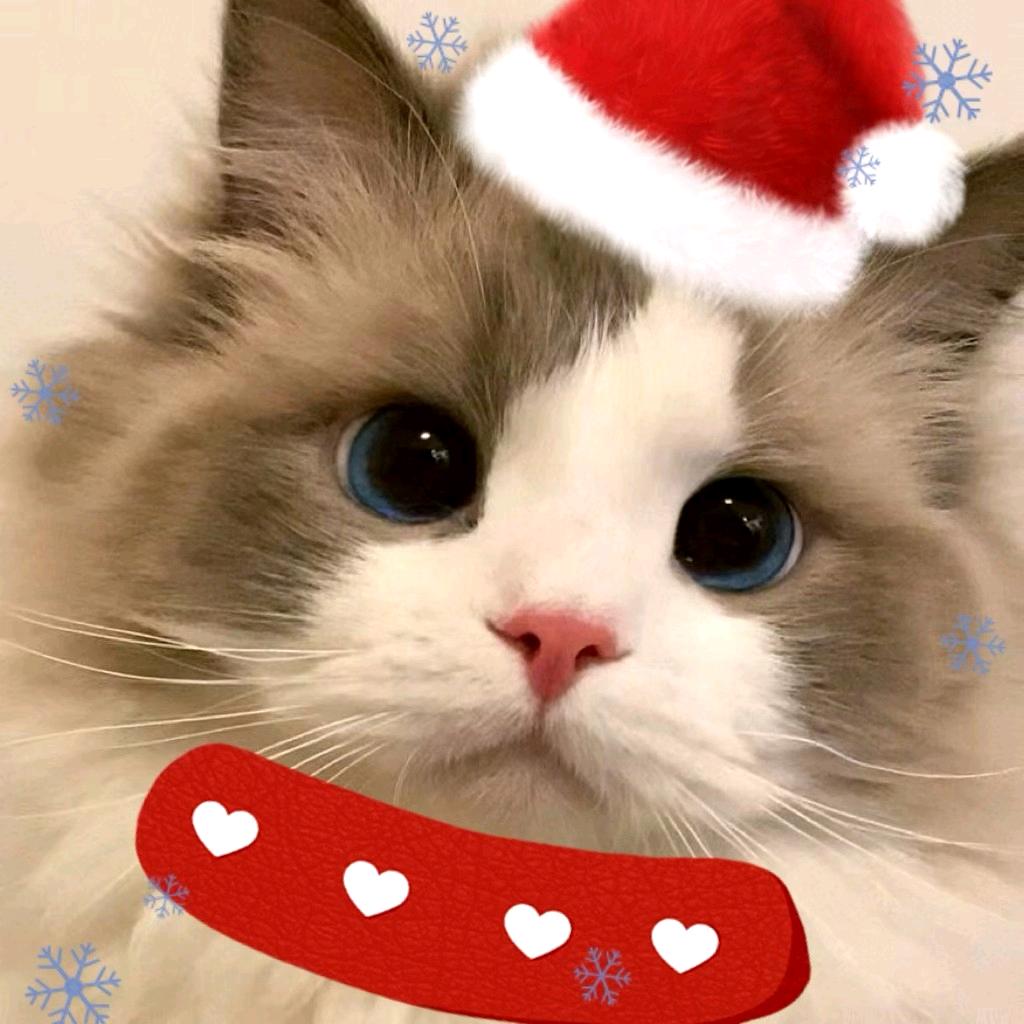 Felis
