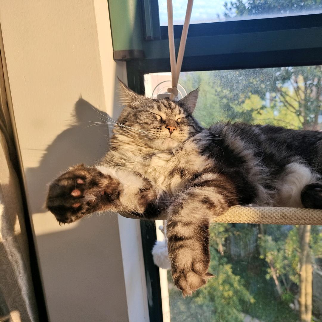 猫和老鼠的日常