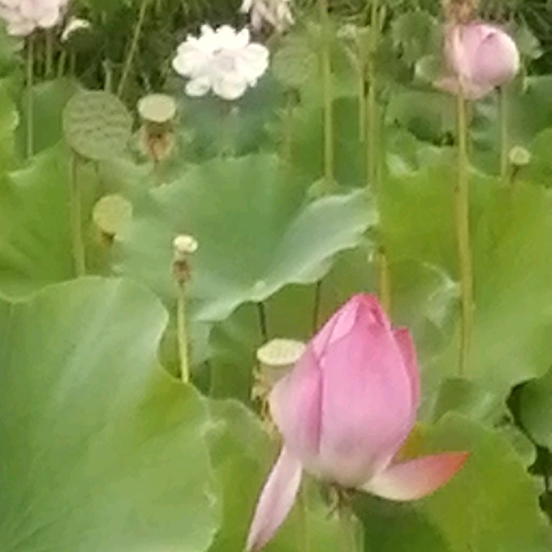 橙子皮
