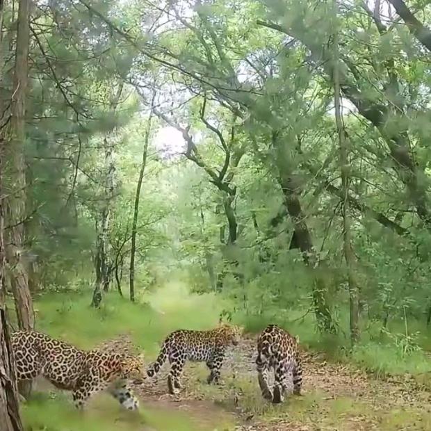 山汉《子午岭》