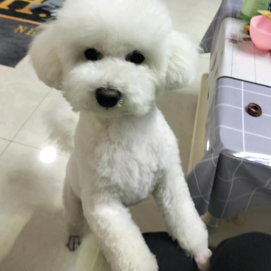 两只比熊