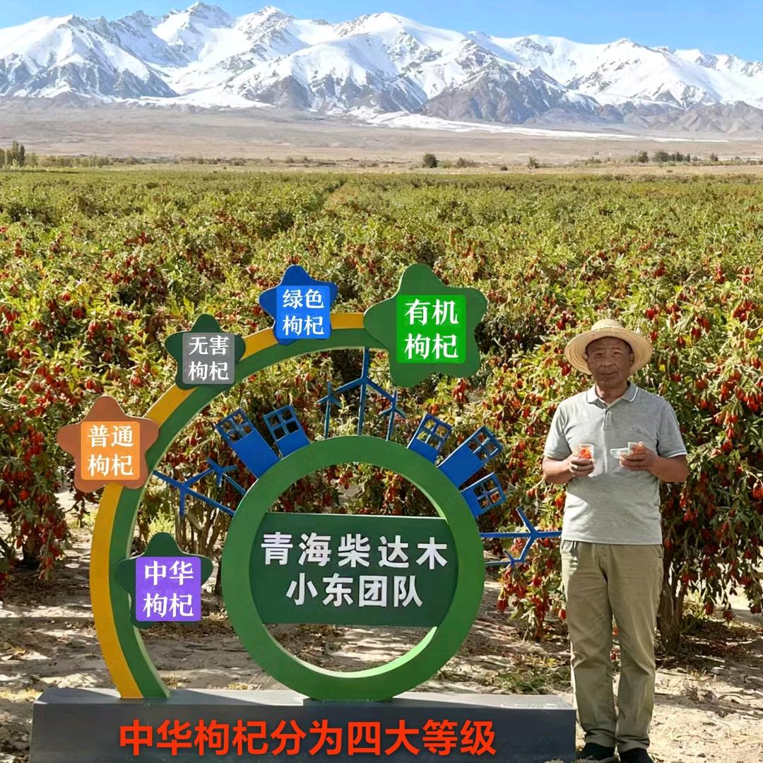 柴达木  小东 有枸杞