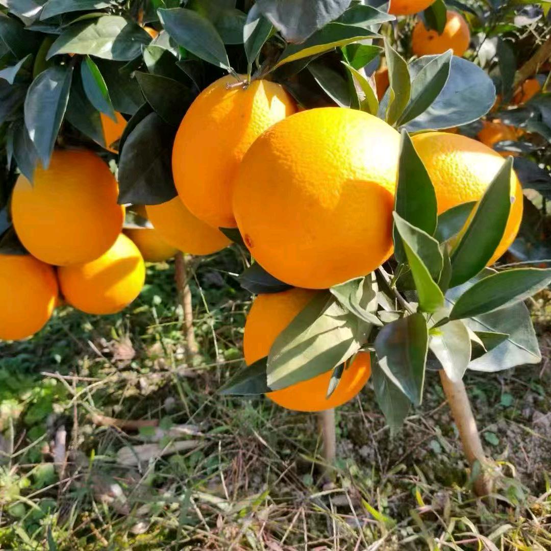 橙橙果园