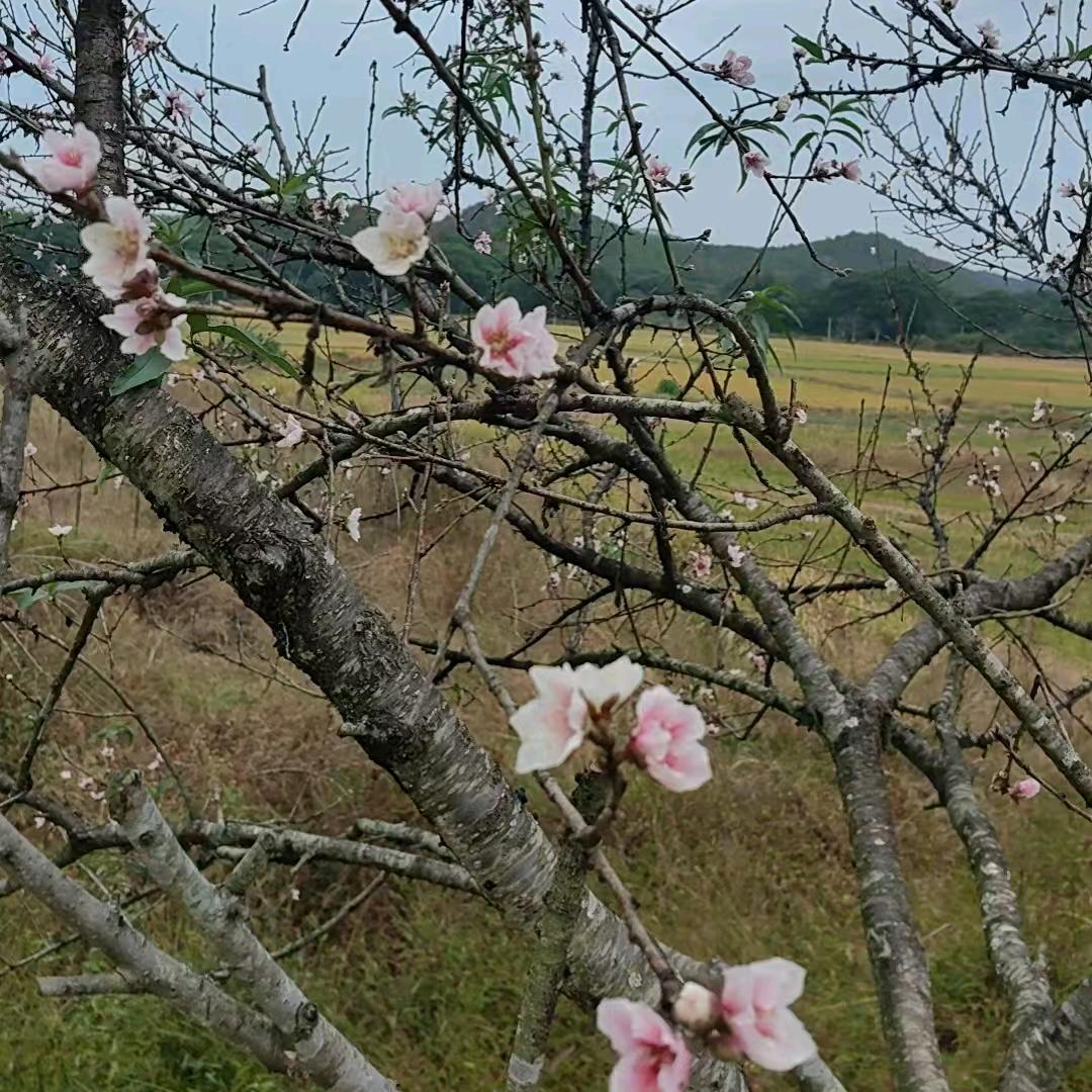 毛毛雨，