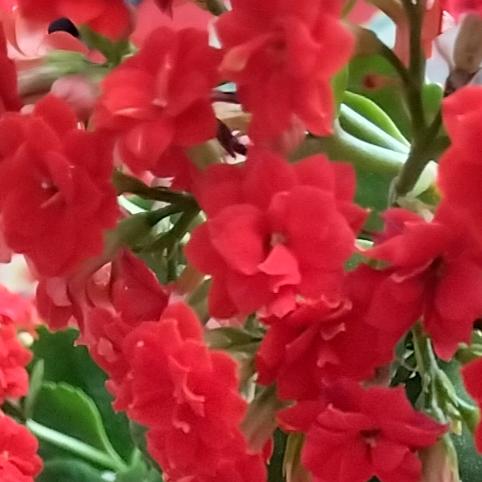 花仙头像