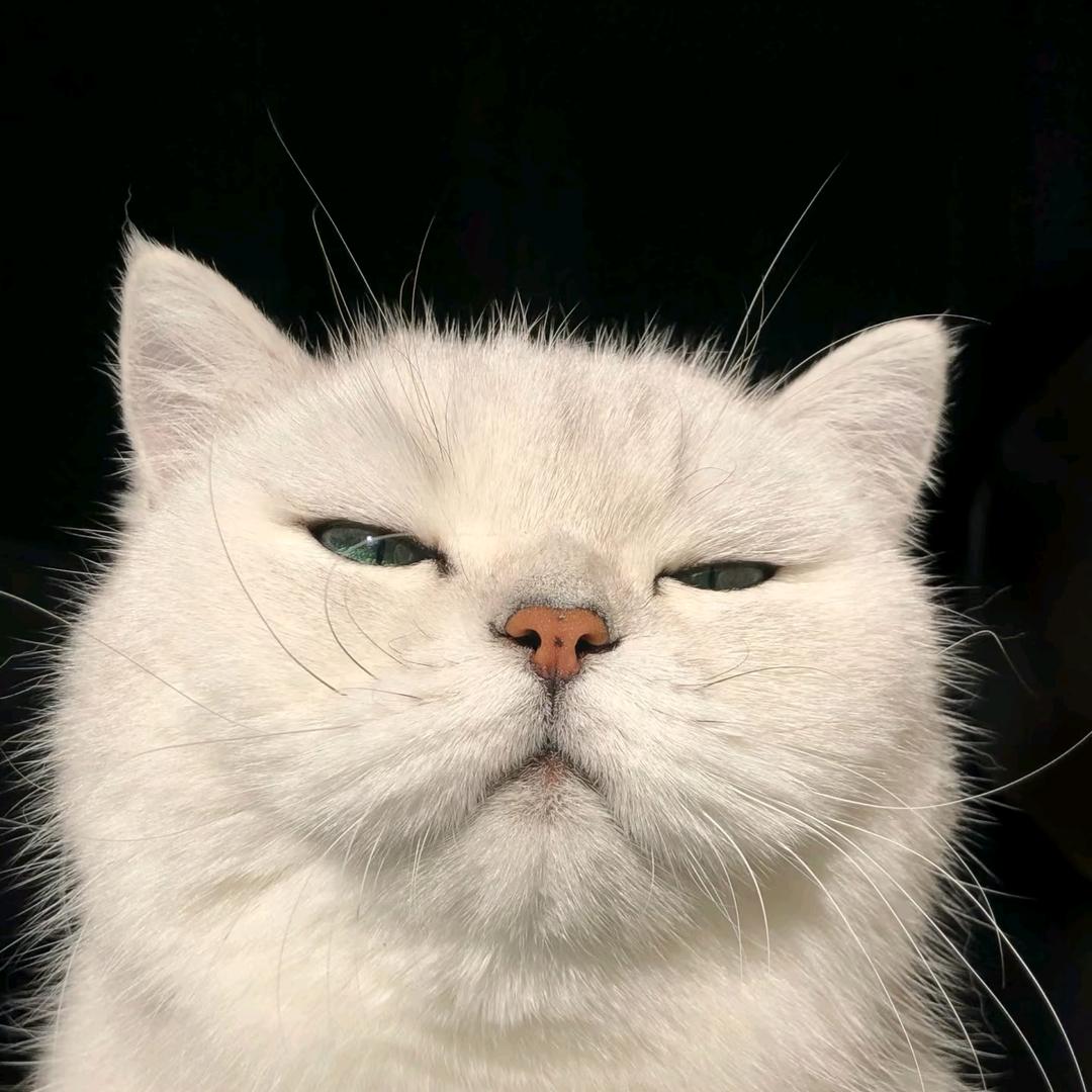 赵老板的猫猫小店