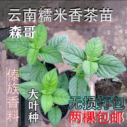 森哥(糯米香)