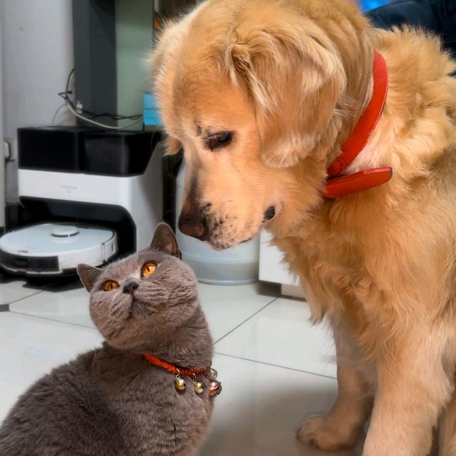 金毛土豆和蓝猫锤子