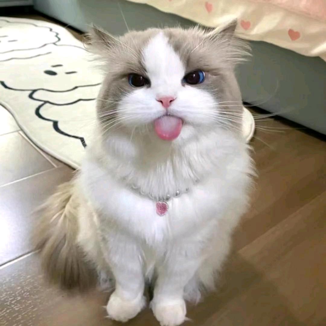 虾开心