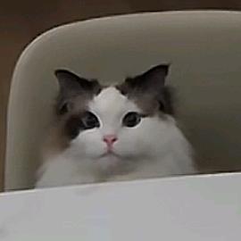 颜啾啾