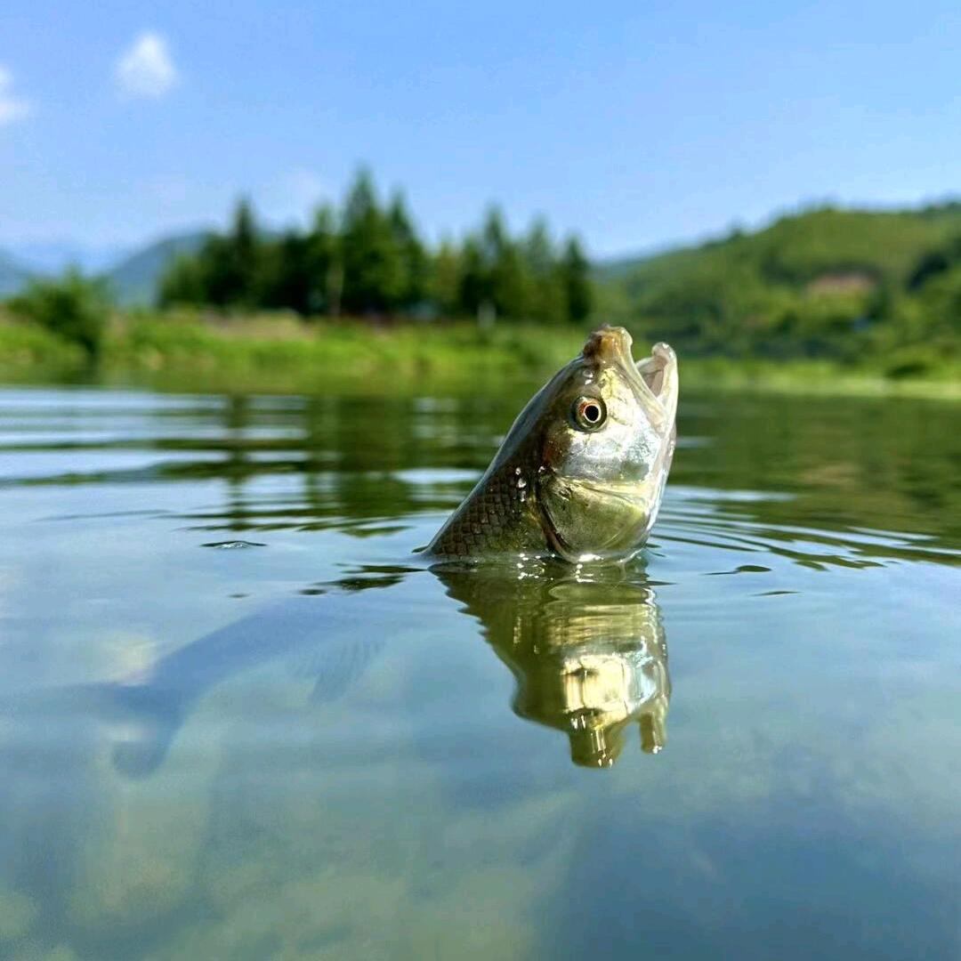 小春哥溪流野钓