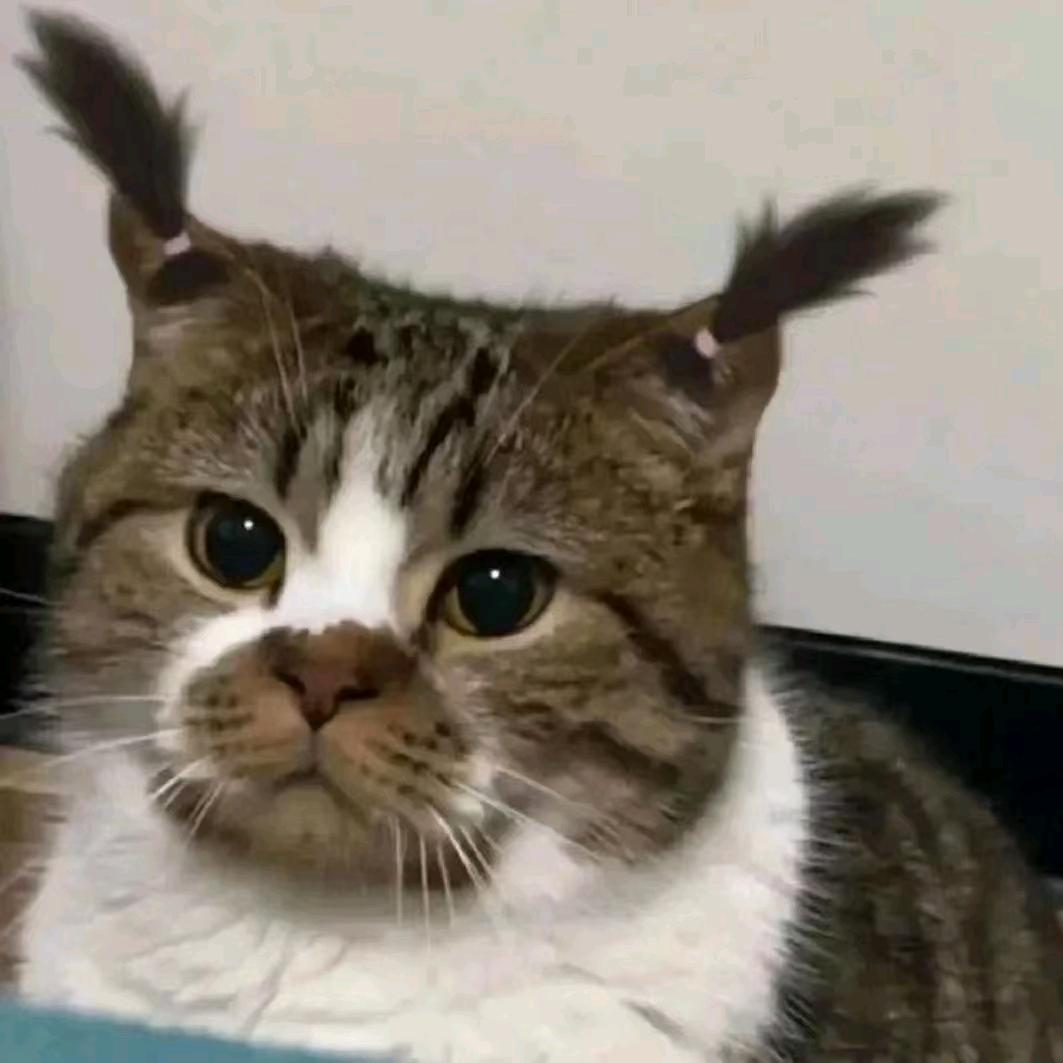 🐱家有美小美