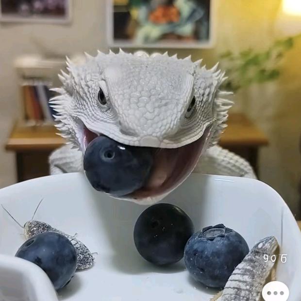 鬃狮蜥米粒