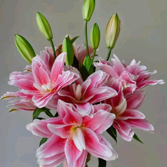 🍅᭄ཽ࿆柿柿如意꧔ꦿ᭄❀ ͜҉: 🍅