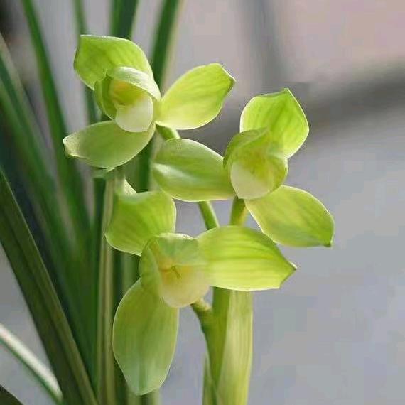 深山老林鲜花园艺