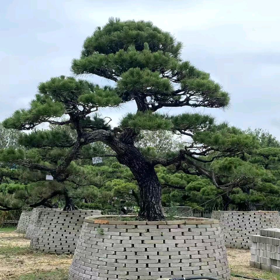 造型松基地（万丰园林）