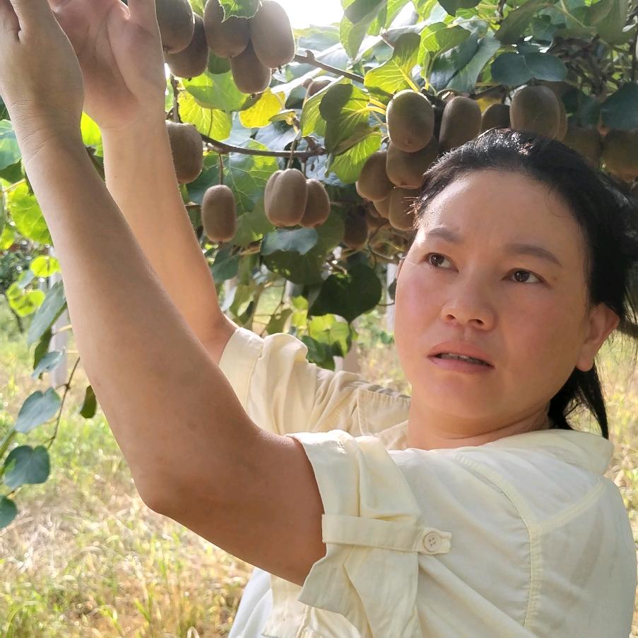 神山张小妹猕猴桃