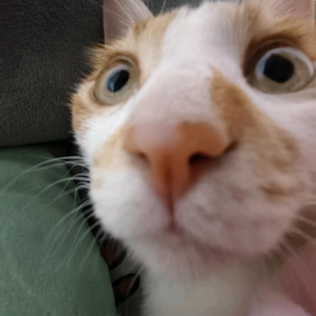 吃橘子不吐皮儿