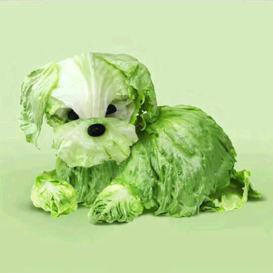没见过菜狗吗