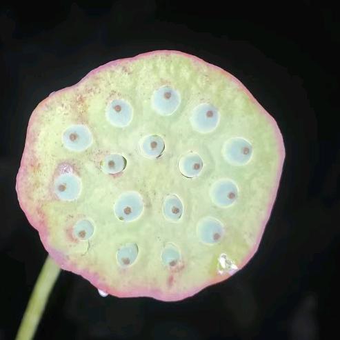圈圈
