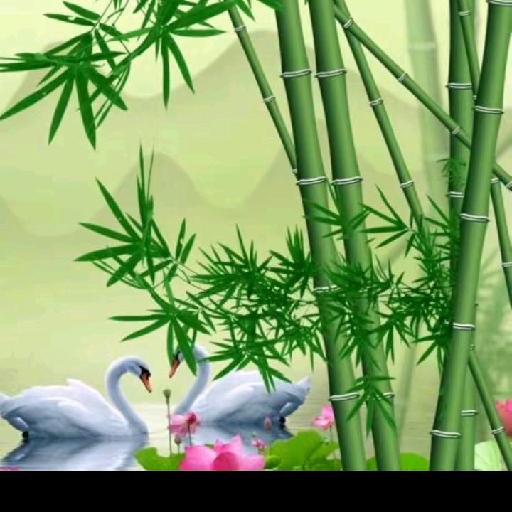 竹林听雨