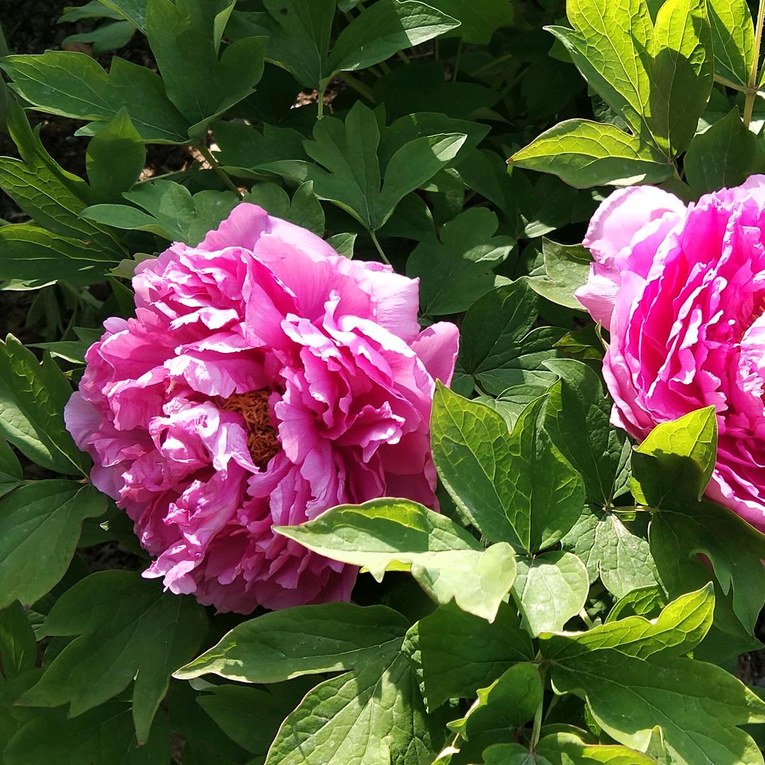 向阳花开