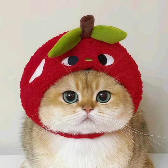 🐱晚安小狗🐶